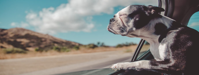 Boston Terrier in a vehicle