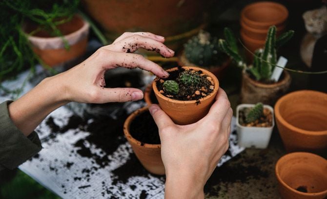 A photo of woman planting a new plant.