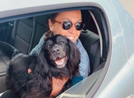 Nellie the Cocker Spaniel looking out of a car window