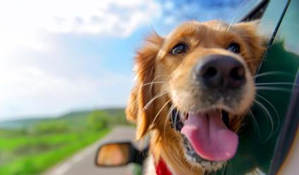 golden retriever with face outside car window