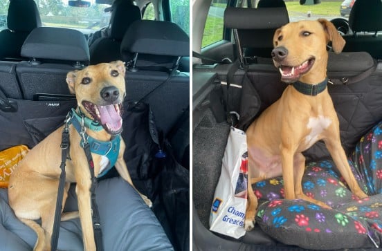 Koa the Lurcher smiling in the back seat of a car during a road trip