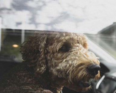 brown curly haired small dog sat in car