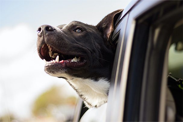 National Pet Day: How to Transport Your Pet Safely in Your Car