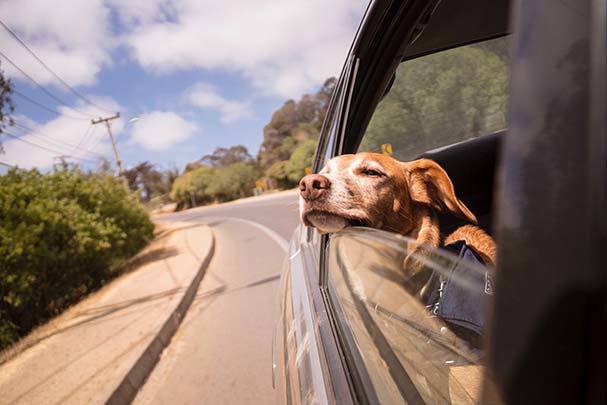 A photo of a dog with its head out of the car window.