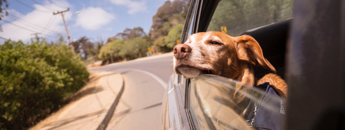 dog riding in car with head out of the window