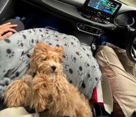 milo