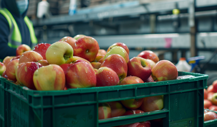 ood charity warehouse scene, close-up of a large green cardboard produce crate filled with red and yellow apples