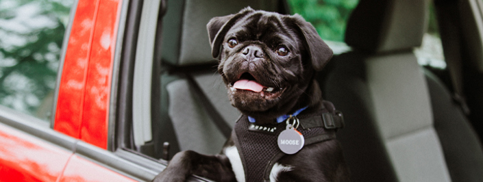 black puppy with head out of car window