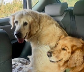 henry and layla