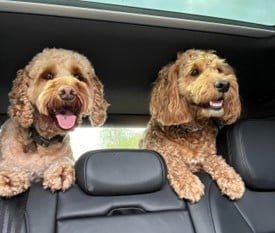 Two Cockapoos sitting together in a car during a journey