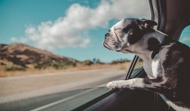 boston terrier inside a vehicle