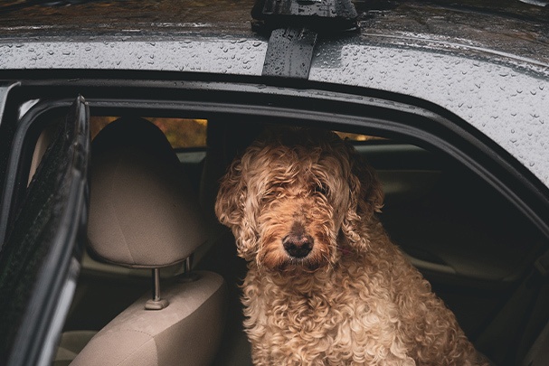 Pet-Friendly Picks: Leased Cars Your Furry Friends Will Give a Paw of Approval