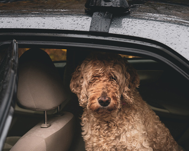 Pet-Friendly Picks: Leased Cars Your Furry Friends Will Give a Paw of Approval