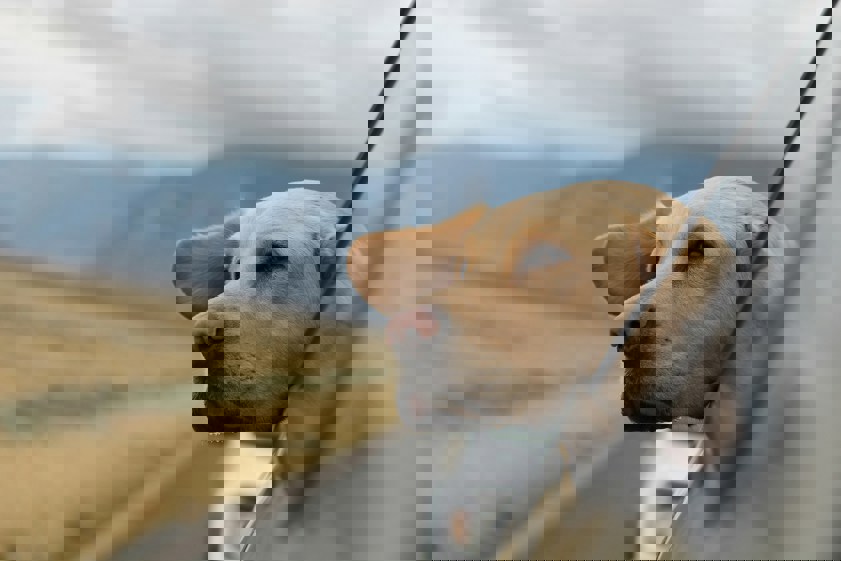 dog with head out of car window