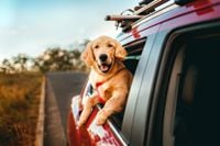 Happy golden retriever enjoying a scenic car ride in the countryside