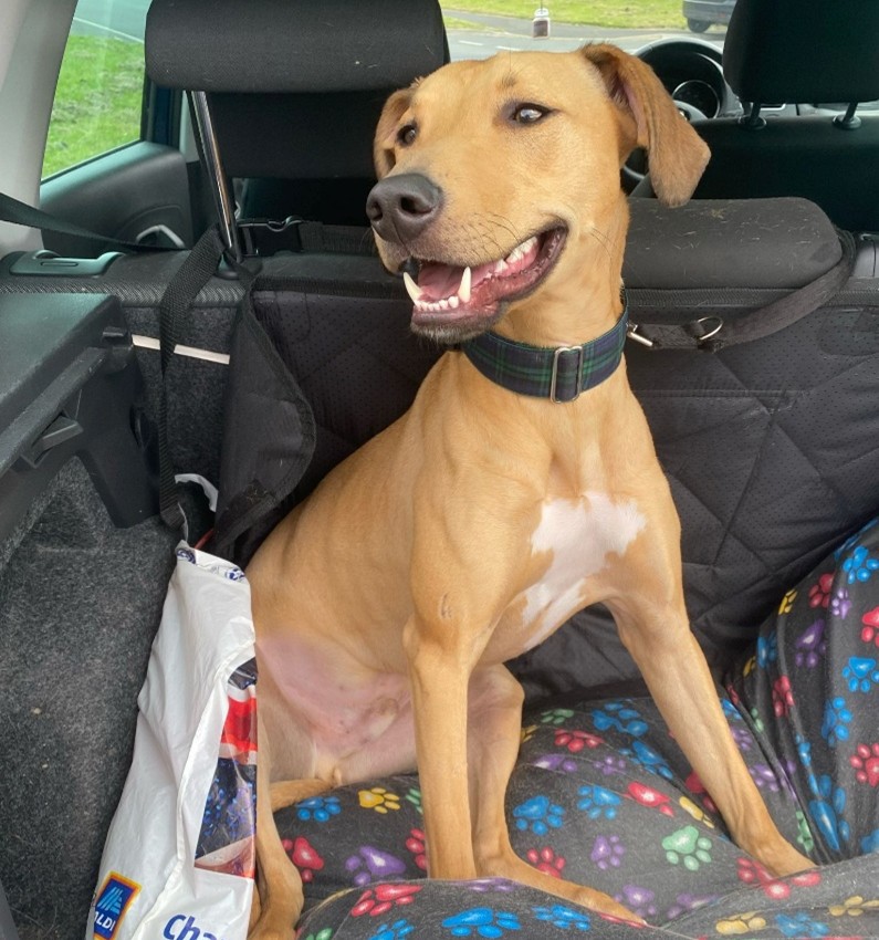 Koa the Lurcher smiling in the back seat of a car during a road trip
