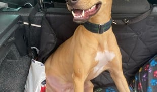 Koa the Lurcher smiling in the back seat of a car during a road trip